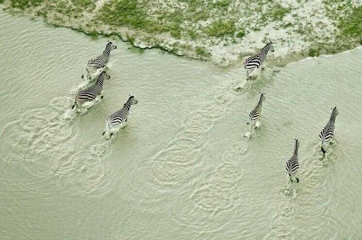 Photos aériennes du Botswana Wildlife par Zack Seckler