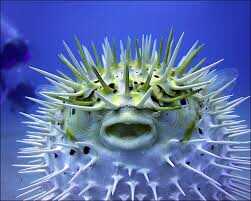 Top 10 des Créatures de la mer les plus dangereux