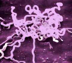 Top 10 des bactéries les plus dangereuses sur terre