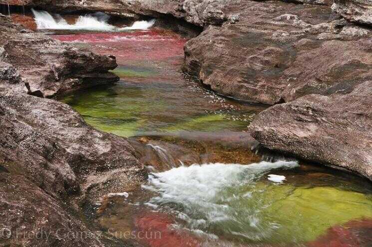 Cano Cristales: The River of Cinq Couleurs