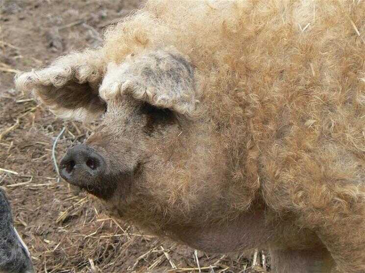 Mangalitsa, Le Cochon qui ressemble à un mouton