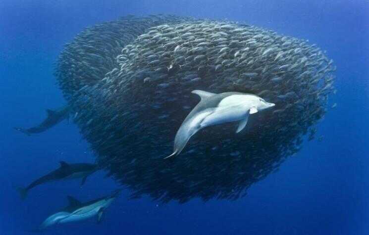 Incredible Photos de requins et des dauphins attaquant à Maquereau