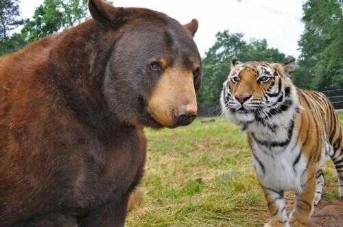 Lion, Tigre Et Ours (Oh My!) Sont vie réelle Meilleurs amis