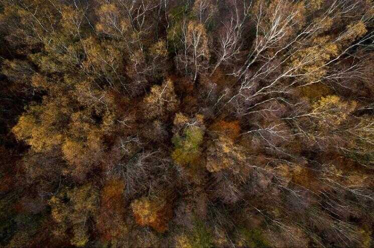 Photos aériennes de Kacper Kowalski de forêts de la Pologne à l'automne