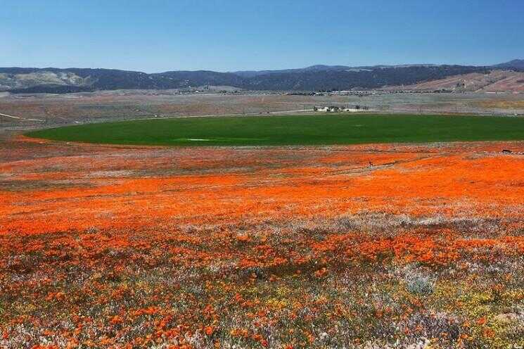Poppy Reserve Antelope Valley en Californie