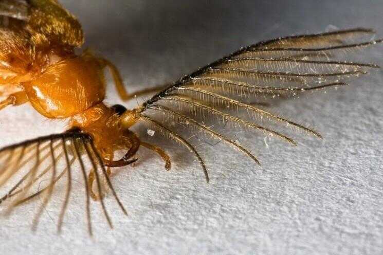 Glowworm Beetles avons le plus magnifique jamais Antennes