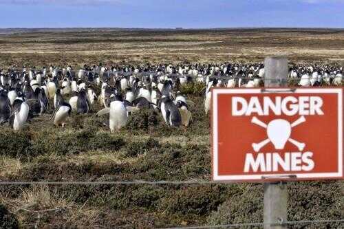 La population Penguin qui prospère sur Falklandsâ € ™ Minefields