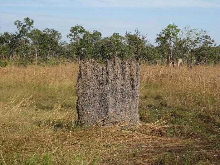 Termite magnétique Mounds