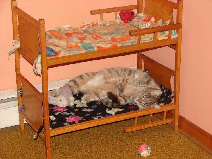 Nous venons de découvrir chat lits superposés sont une chose (dieu merci)