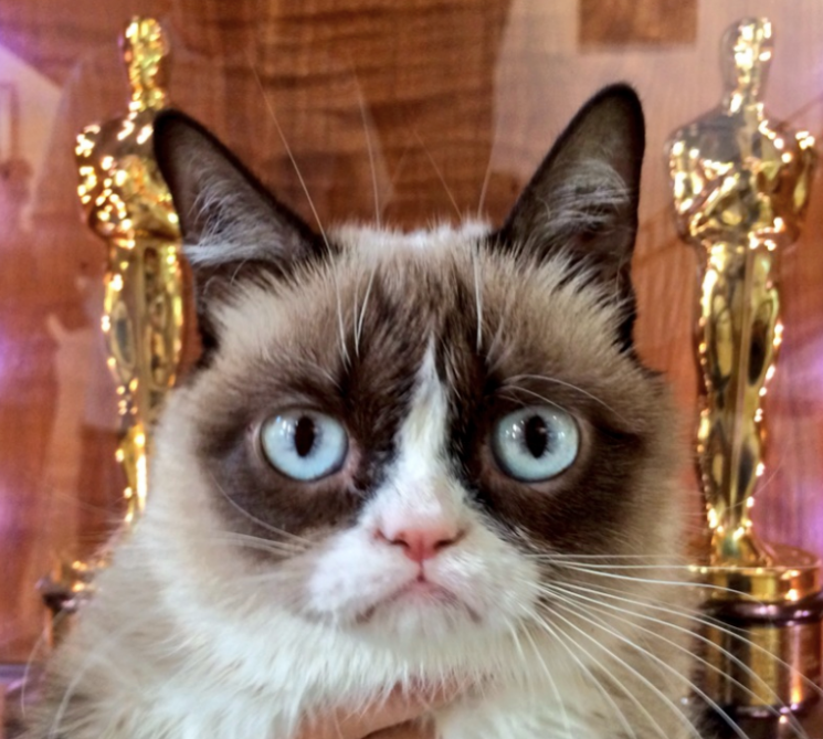 Grumpy Cat Nouveau film: premier trailer de "pire Noël de Grumpy Cat jamais 'Sortie [Visualisez]