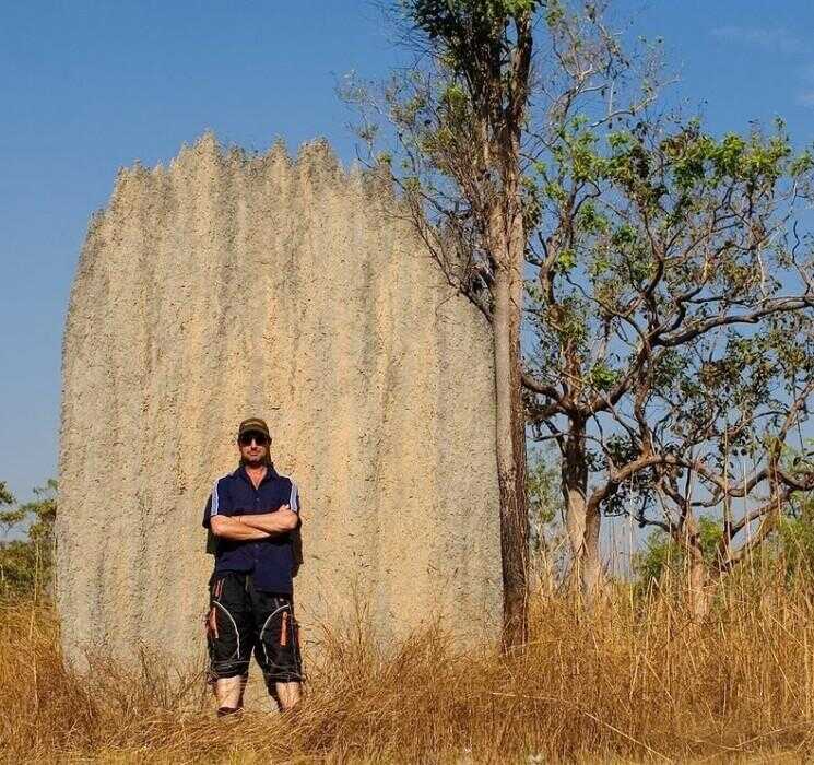 Termite magnétique Mounds