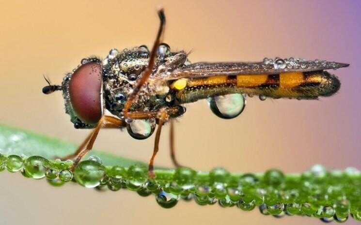 Dew couvert insectes photographiés par Ondrej Pakan