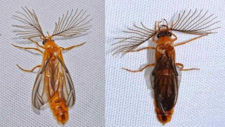 Glowworm Beetles avons le plus magnifique jamais Antennes