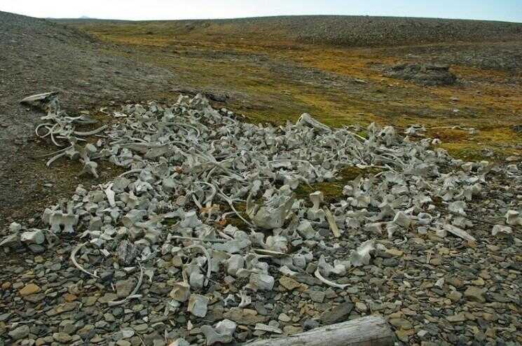 Piles de Beluga os de baleine à la station baleinière abandonnée à Svalbard