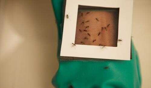 L'article du jour: Anti Mosquito autocollant, Kite Patch