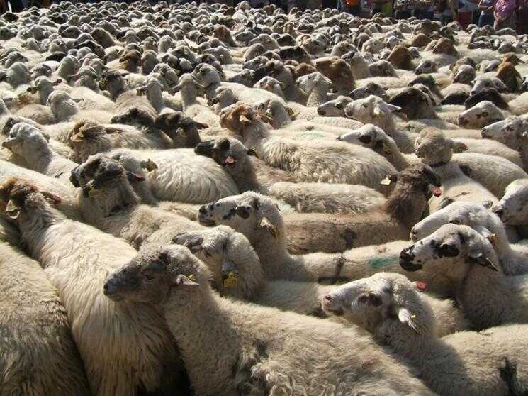 Sheep Occuper rue de Madrid pour protester contre les lois de pâturage