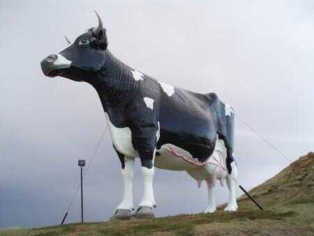Salem Sue - Le plus grand vache du monde