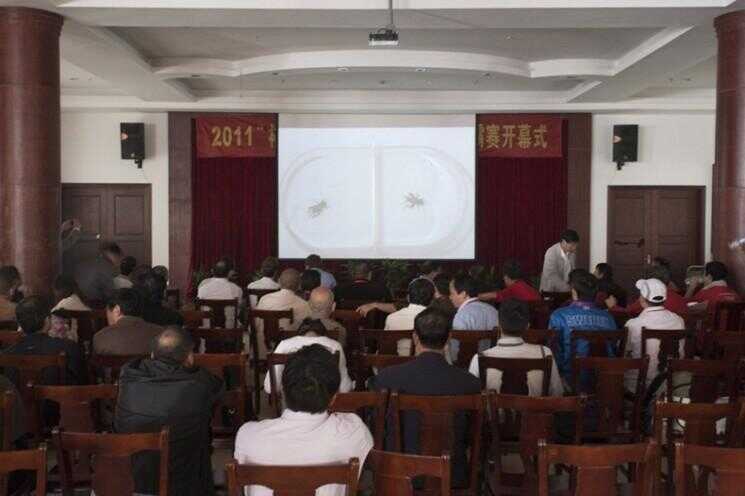 Concours de cricket de combat en Chine