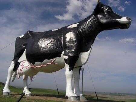 Salem Sue - Le plus grand vache du monde
