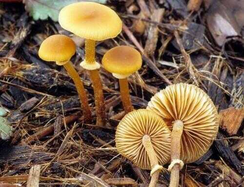 Top 10 des champignons les plus dangereux au monde