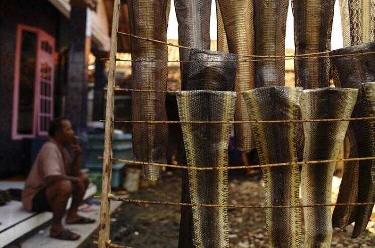 Images Creepy l'intérieur d'un serpent Abattoir en Indonésie