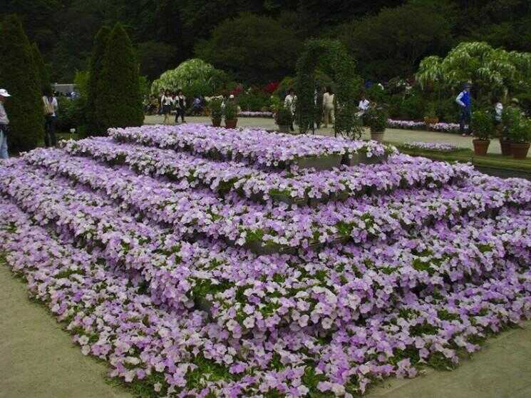 Ashikaga Flower Park, Japon