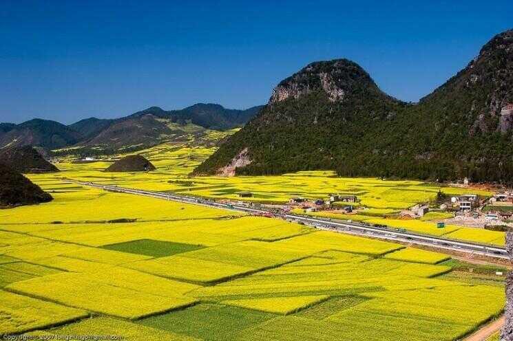 Les champs de colza en Luoping, Chine