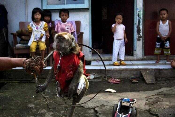 Performing Monkeys rue de l'Indonésie