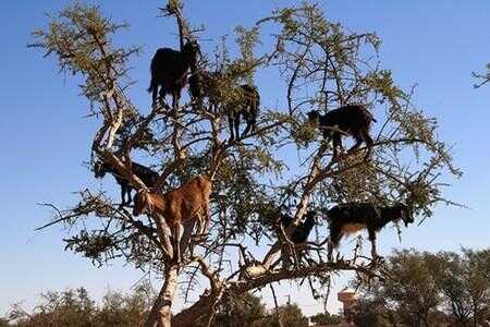 Les chèvres dans les arbres