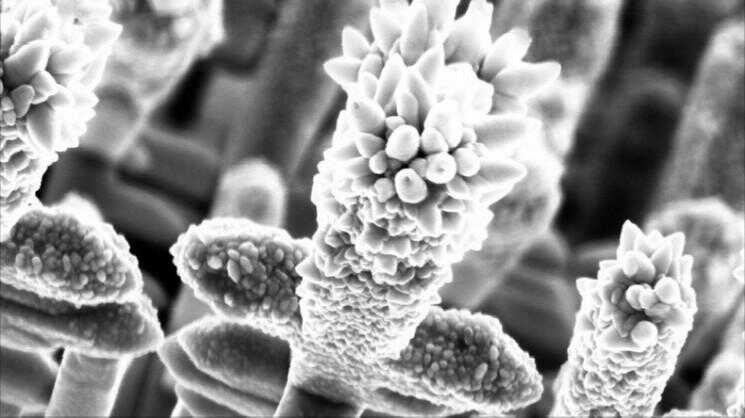 Le Jardin des nanofils métalliques