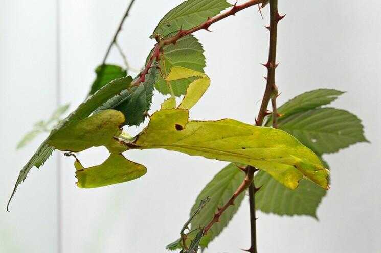 Camouflage extraordinaire des feuilles de marche
