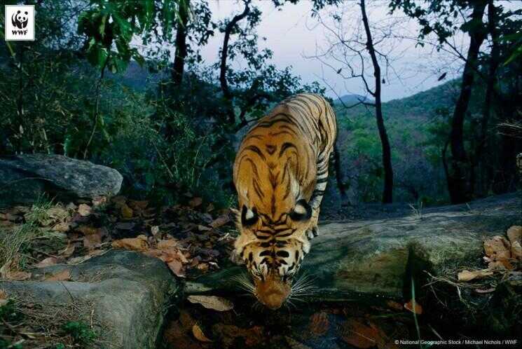 Espèces en danger Stats: WWF pourparlers moyenne de 2 Tiger Poachings par semaine Global Tiger Day 2014