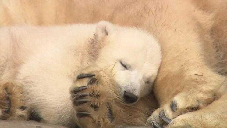 Un minuscule, super-timide bébé ours polaire?  Oui s'il vous plaît
