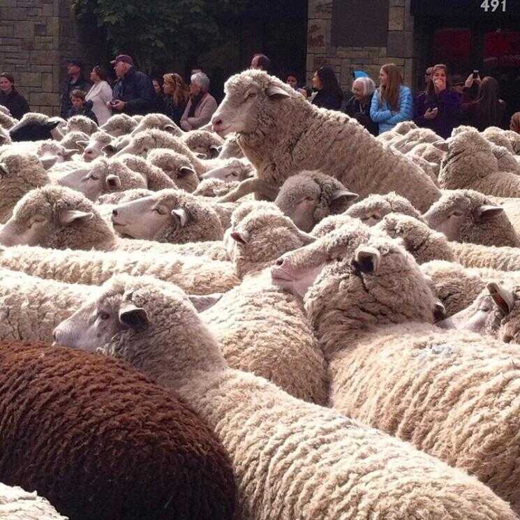 La fuite de la fête du mouton
