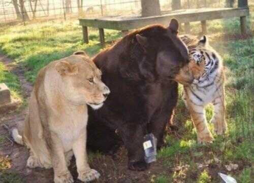 Lion, Tigre Et Ours (Oh My!) Sont vie réelle Meilleurs amis