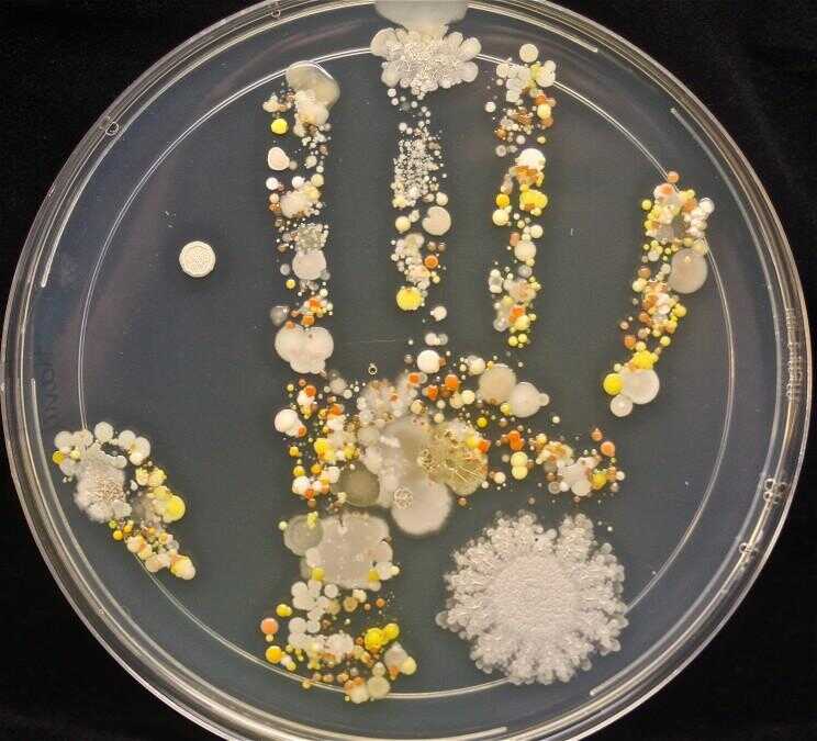 Un regard Eye-ouverture à toutes les bactéries sur les mains d'un 8 ans