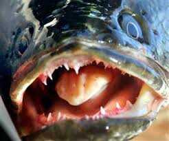 Top 10 des poissons les plus dangereuses dans le monde