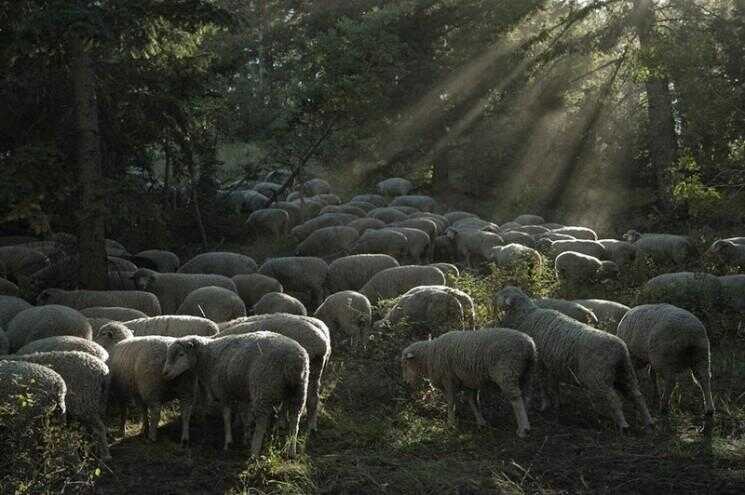 La fuite de la fête du mouton