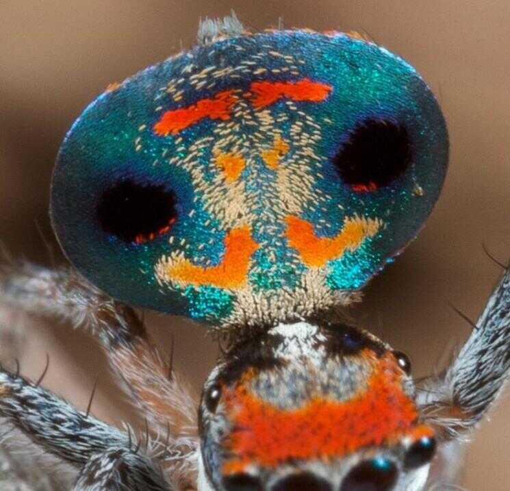 Rencontrer les plus magnifiques 'Peacock Spider'