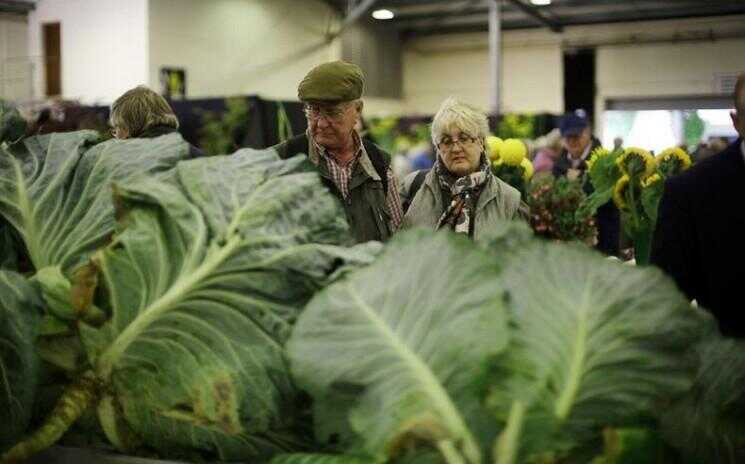 Légumes géants à Harrogate Autumn Flower Show