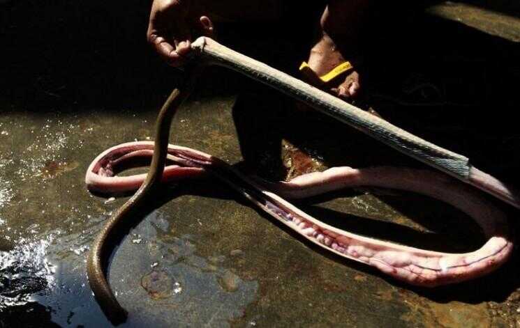 Images Creepy l'intérieur d'un serpent Abattoir en Indonésie