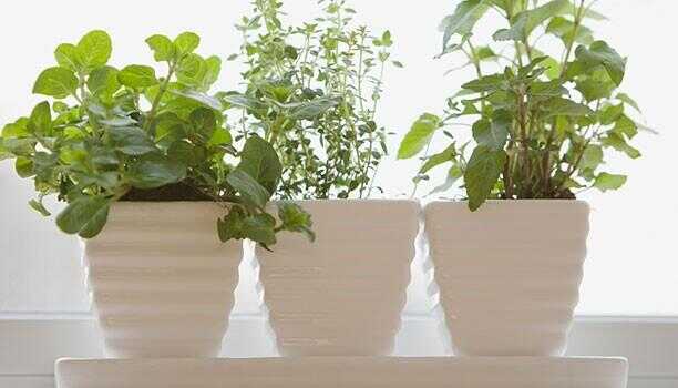 Facile Container et Windowsill Gardens pour la Thumb Not-so-vert