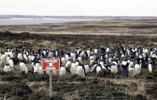 La population Penguin qui prospère sur Falklandsâ € ™ Minefields