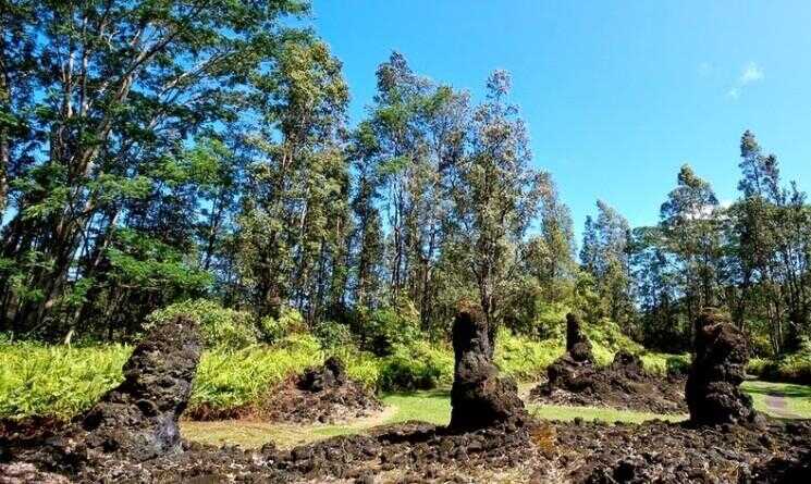 The Trees Lava Hawaii