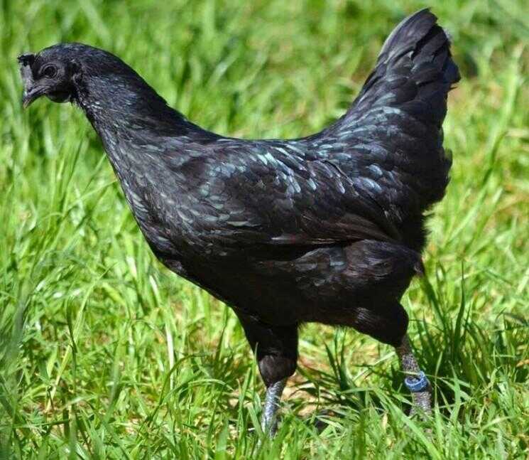 Ayam Cemani: une race de poulet rare qui est noir Inside Out