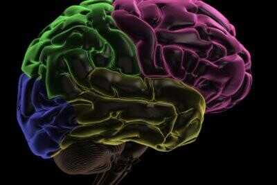 Brain - l'orgue et sa fonction clairement expliqués
