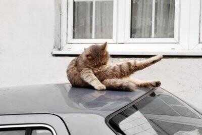 Cat sur le toit de voiture - afin de les éloigner