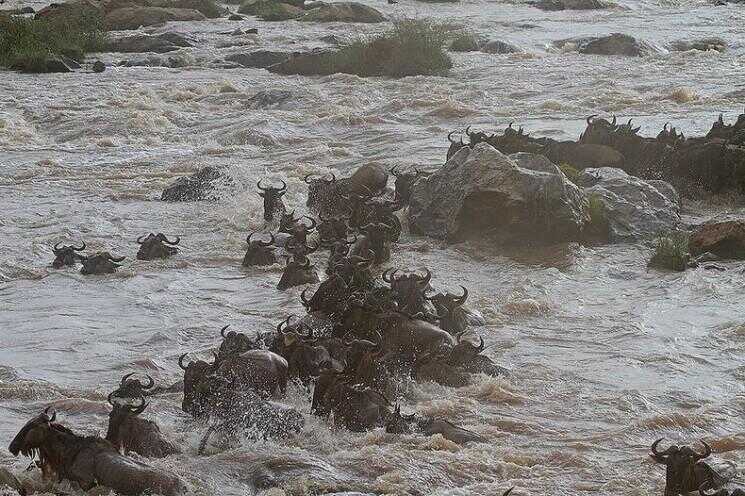 La grande traversée de la rivière Mara