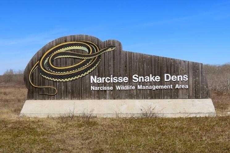 Narcisse Serpent Pits au Manitoba, Canada