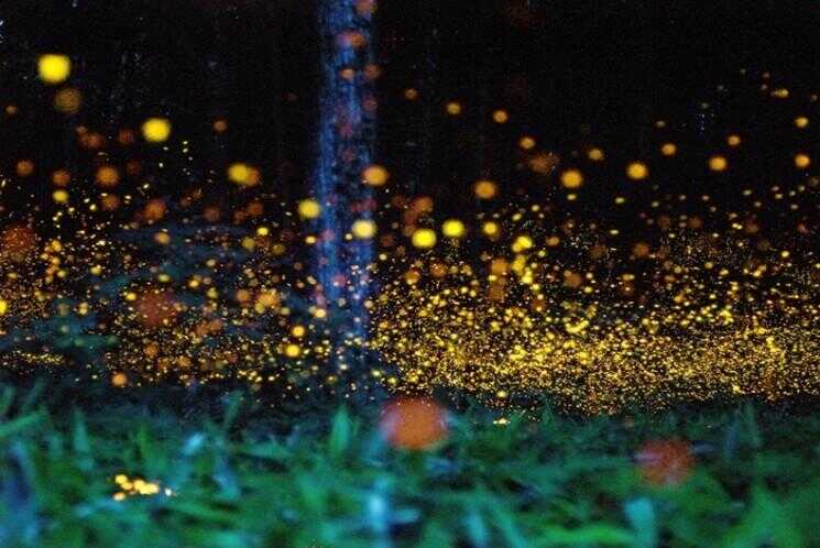 Superbes Longue exposition Photos de l'or Fireflies